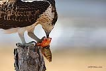 Balk kartal / Pandion haliaetus / Osprey 